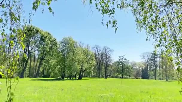 Parque Verde Com Folhas Árvore Verde Grama Verde Clipe Vídeo — Vídeo de Stock
