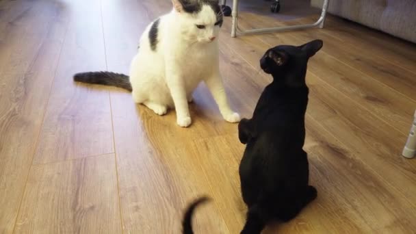 Due Gatti Gatto Orientale Nero Gatto Bianco Giocano Combattono Clip — Video Stock