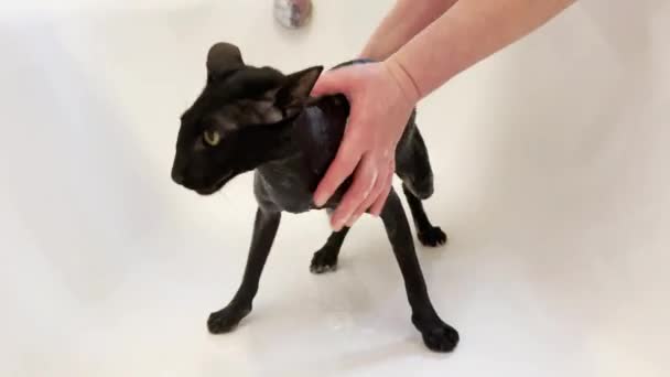 Gato Oriental Preto Molhado Gritando Tomando Banho Banho Full Clipe — Vídeo de Stock