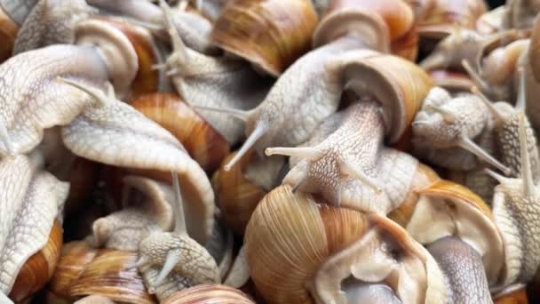Nombreux Escargots Rampent Pour Trouver Nourriture Dans Leur Ferme Clip — Video
