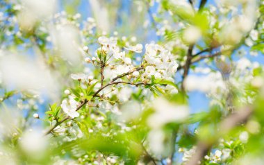 Yeşil yapraklı kiraz ağacı beyaz çiçekler. Arka plan ve mavi gökyüzü.