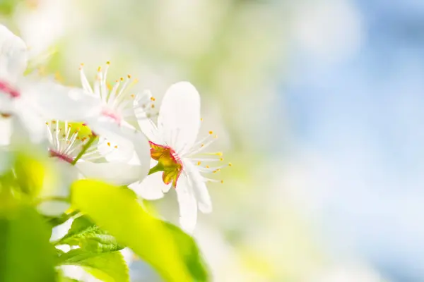 Körsbär Träd Vita Blommor Med Gröna Vårlöv Bakgrund Och Blå Stockfoto