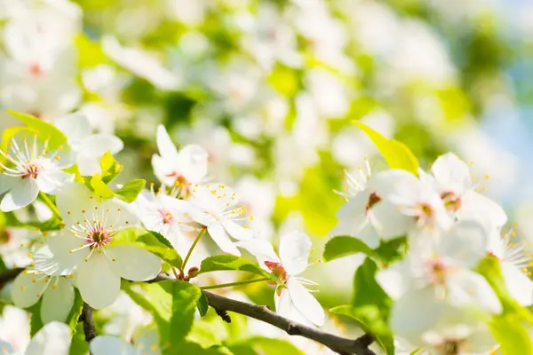 Wiśnia Drzewo Białe Kwiaty Zielonymi Liśćmi Wiosny Tło Błękitne Niebo Obraz Stockowy