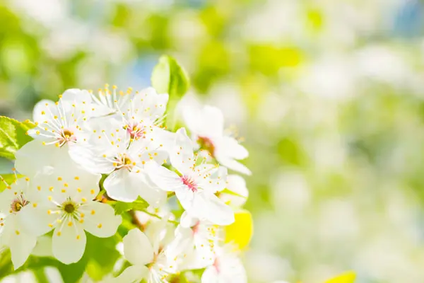 Wiśnia Drzewo Białe Kwiaty Zielonymi Liśćmi Wiosny Tło Błękitne Niebo Obrazek Stockowy