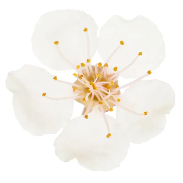 Hvit Blomst Makro Fra Kirsebærtre Isolert Hvit Bakgrunn Makro Studio stockbilde