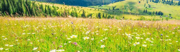 Białe Kwiaty Stokrotki Wiosna Pole Panorama Krajobraz Obrazy Stockowe bez tantiem