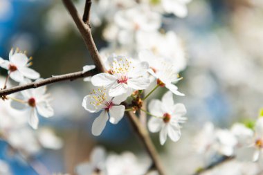 Mavi gökyüzü olan kiraz ağacında beyaz çiçekler