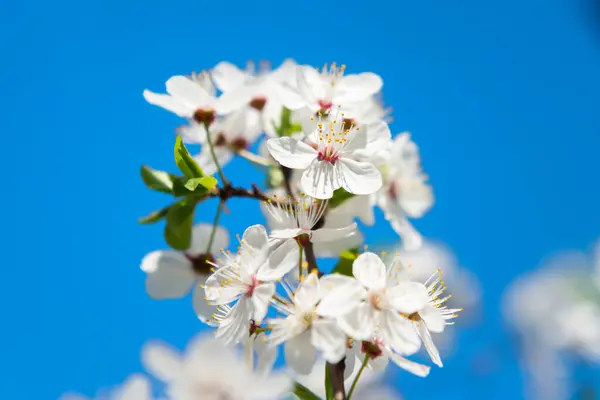 Bílé Květy Třešňovníku Modrou Oblohou Stock Obrázky