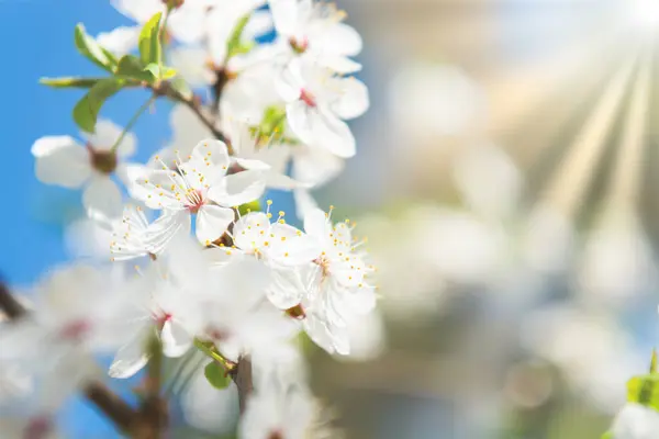 Bílé Květy Třešňovníku Modrou Oblohou Stock Snímky
