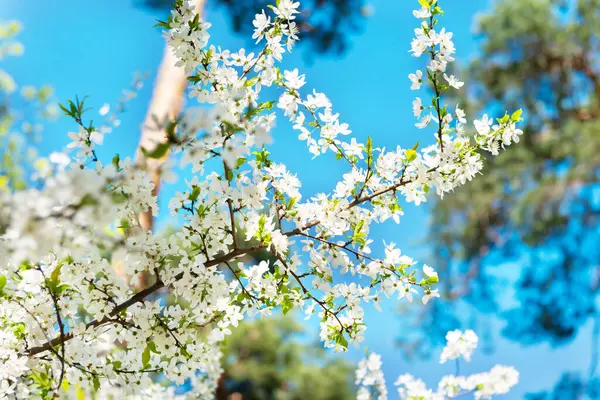 Fehér Virágok Cseresznyefán Kék Égbolttal Jogdíjmentes Stock Fotók
