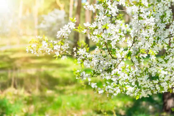 Cseresznyefa Fehér Virággal Erdőben Stock Kép