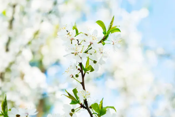 Białe Kwiaty Wiśni Gałęzi Wiśni Błękitnym Niebem Obrazy Stockowe bez tantiem
