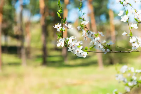 Cseresznyefa Fehér Virággal Erdőben Stock Kép