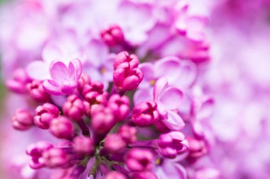 Mor leylak çiçekleri makro fon, çiçek arkaplan