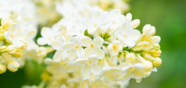 Beyaz sarı leylak çiçekleri makro panorama çiçeği arka plan, çiçek arkaplan