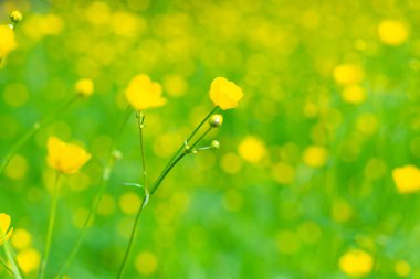 Çiçek açan yeşil arazi üzerindeki sarı çiçek