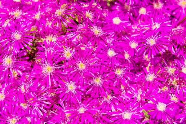 stock image Purple flowers Drosanthemum hispidum or hairy dewflower, purple pink summer flower background