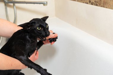 Siyah komik kedi banyoda ıslak, siyah safkan doğulu kedi yıkıyor.