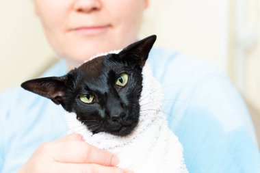 Havlu üstüne havlu, kadın ve havluyla siyah doğulu kedi.