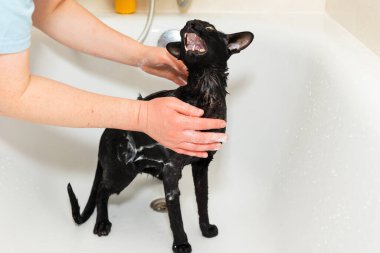 Siyah komik kedi banyoda ıslak, siyah safkan doğulu kedi yıkıyor.