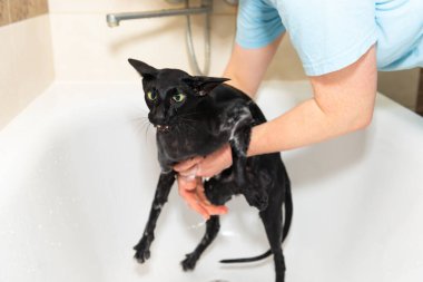 Siyah komik kedi banyoda ıslak, siyah safkan doğulu kedi yıkıyor.