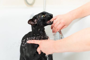 Siyah komik kedi banyoda ıslak, siyah safkan doğulu kedi yıkıyor.