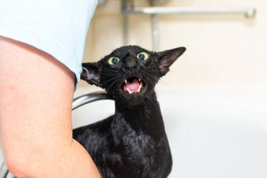 Siyah komik kedi banyoda ıslak, siyah safkan doğulu kedi yıkıyor.