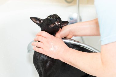 Siyah komik kedi banyoda ıslak, siyah safkan doğulu kedi yıkıyor.