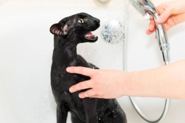 Siyah komik kedi banyoda ıslak, siyah safkan doğulu kedi yıkıyor.