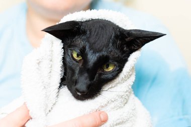 Havlu üstüne havlu, kadın ve havluyla siyah doğulu kedi.