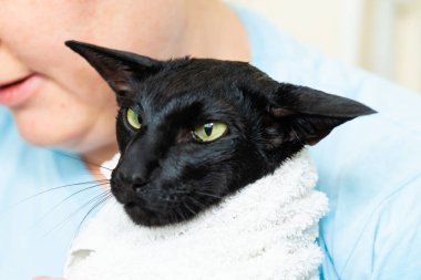 Havlu üstüne havlu, kadın ve havluyla siyah doğulu kedi.