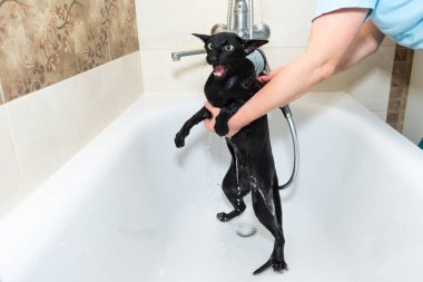 Siyah komik kedi banyoda ıslak, siyah safkan doğulu kedi yıkıyor.