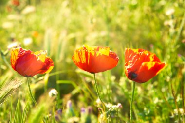 Kırmızı haşhaş çiçekleri, kırmızı haşhaş tarlası.