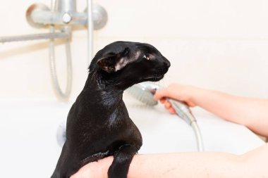 Siyah doğulu kedi banyoda banyo yapıyor. Küvette ıslak siyah kedi