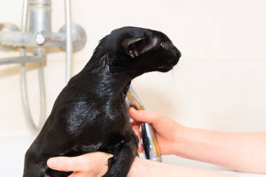 Siyah doğulu kedi banyoda banyo yapıyor. Küvette ıslak siyah kedi
