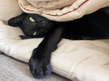 Battaniyenin altında yatan siyah doğulu bir kedi. Safkan, esprili, komik, doğulu siyah kedi.