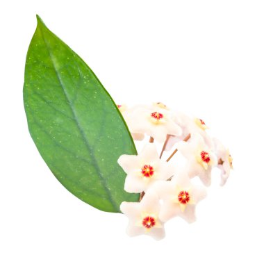 Beyaz çiçekler yeşil yapraklı Hoya Carnosa, beyaz arka planda bir demet çiçek.