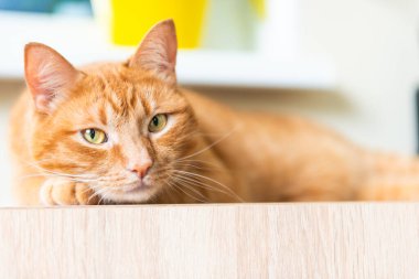 Radyatörün yanındaki sıcak odada uyuyan kırmızı evcil kedi.