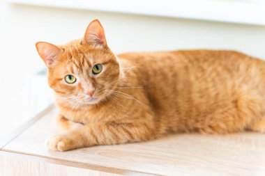 Radyatörün yanındaki sıcak odada uyuyan kırmızı evcil kedi.