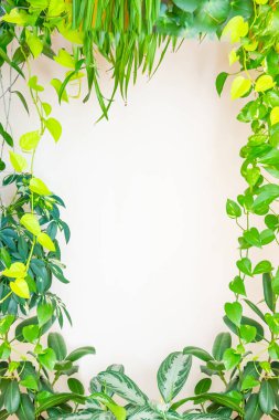 Yeşil bitkiler ve yapraklar çerçevesi. Çerçeve yay bitkisi arka planı