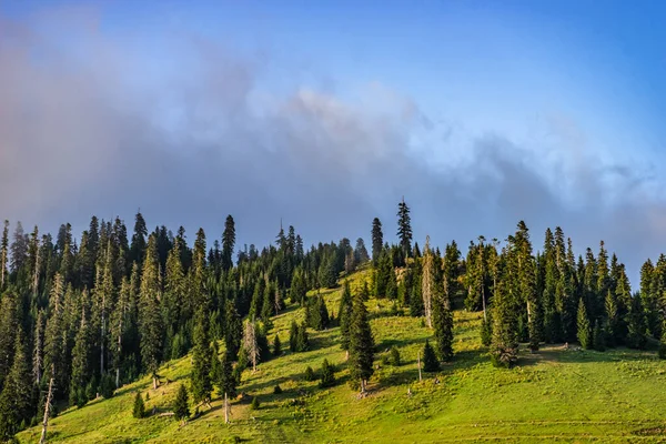 Зеленые Склоны Покрытые Елями Грузии Летний День — стоковое фото