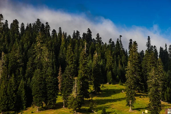 Yaz Günü Gürcistan Köknar Ağaçlarıyla Kaplı Yeşil Yamaçlar — Stok fotoğraf