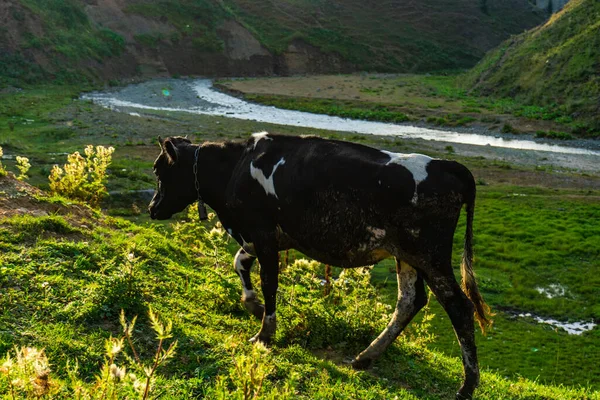 Молочна Корова Випасує Лузі Біля Річки — стокове фото