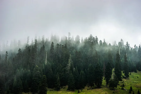 Силует Соснового Лісу Гірського Ландшафту Району Бахмаро Джорджія — стокове фото