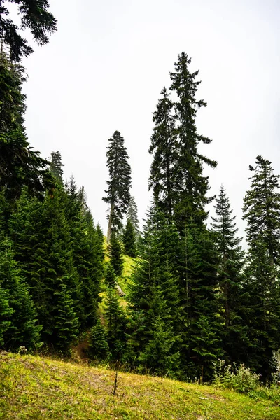 夏の日にジョージアのモミの木で覆われた緑の斜面 — ストック写真