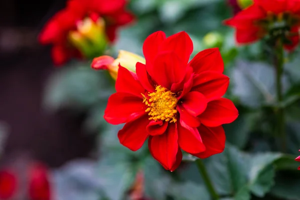 Jesienny Klomb Parku Jasnoczerwonymi Kwiatami — Zdjęcie stockowe