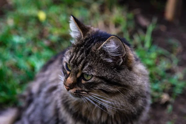 Kalikå Coat Katt Sitter Fönstret Och Njuta Soliga Dag — Stockfoto