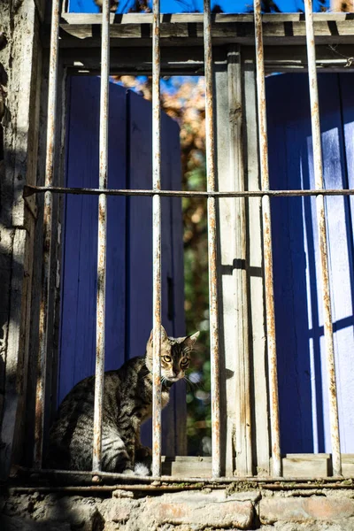 Vacker Kattunge Utomhus Tbilisi Gorgia — Stockfoto