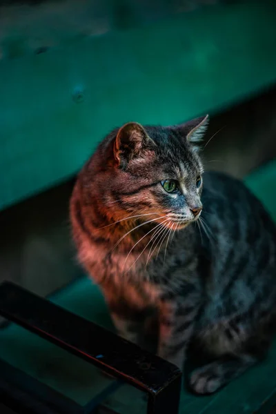Tiflis Gorgia Güzel Bir Kedi Yavrusu — Stok fotoğraf