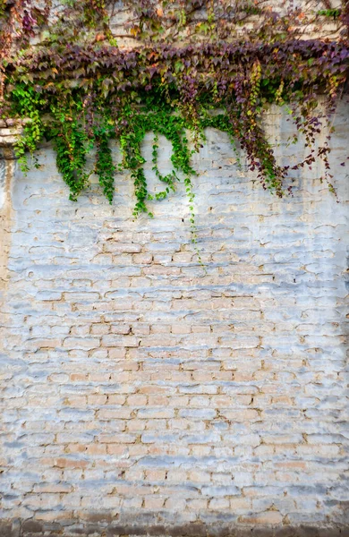 Осенью Стены Старого Дома Покрыты Плющом — стоковое фото